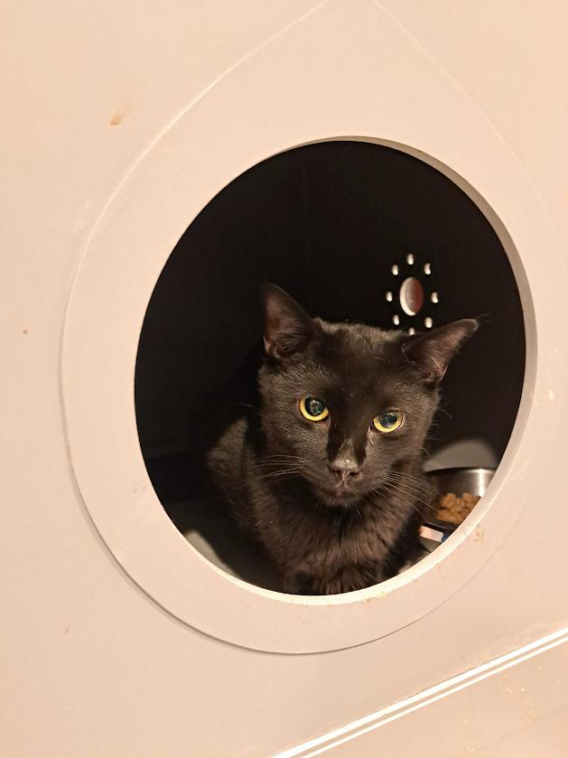 Pepper, Adult Female Domestic Short Hair