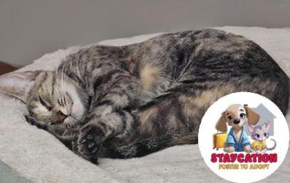Bambi, Adoptable, Adult Female Domestic Short Hair & Domestic Short Hair.