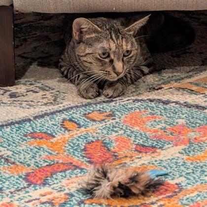 Enlarge Bambi, a Adoptable Domestic Short Hair in Phoenix, AZ image 1/3