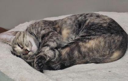 Bambi, Adoptable, Adult Female Domestic Short Hair & Domestic Short Hair.