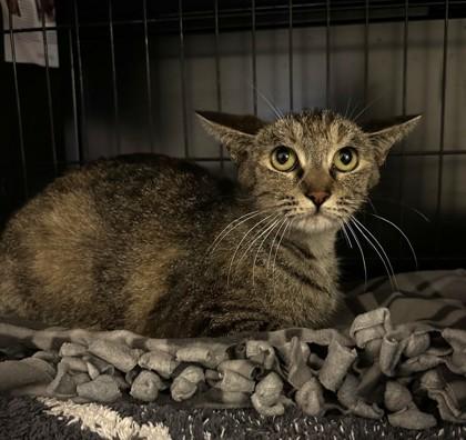 Bambi, Adoptable, Adult Female Domestic Short Hair & Domestic Short Hair.