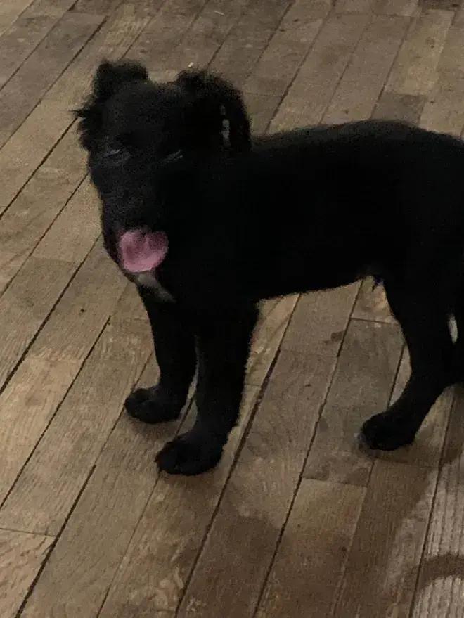 Buddy, Adoptable, Puppy Male Mixed Breed.