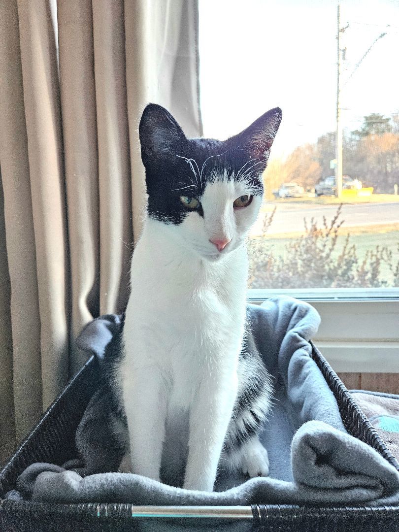 Pipsqueak, Adopted, Kitten Male Domestic Short Hair.