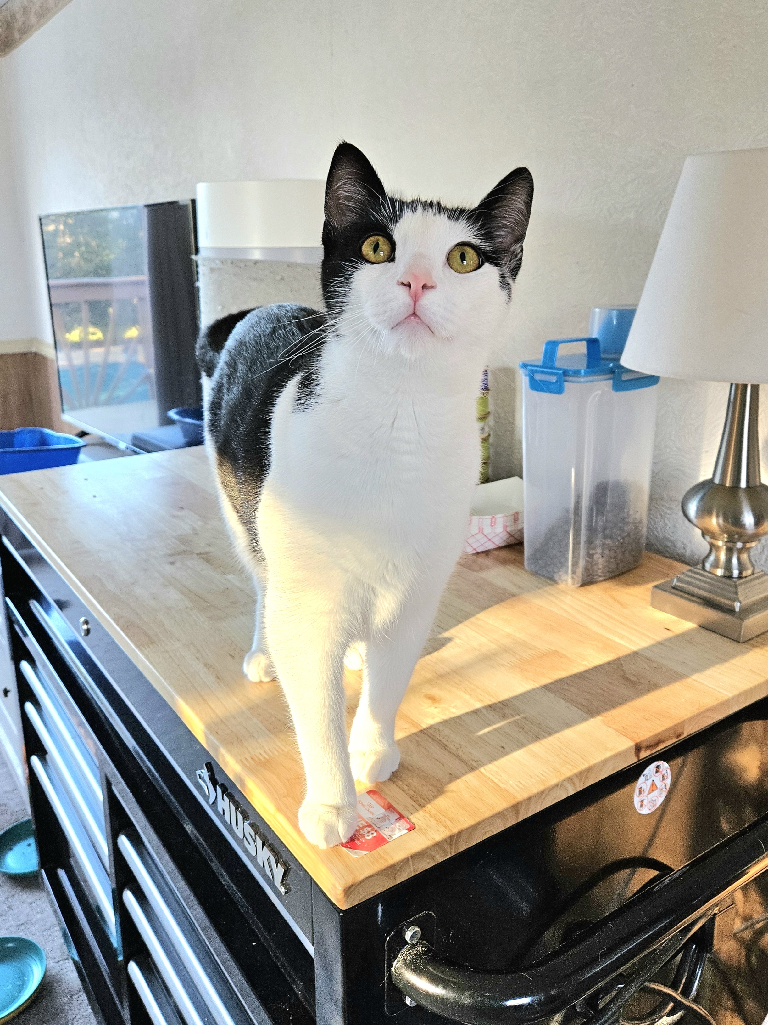 Enlarge Pipsqueak, a Adopted Domestic Short Hair in White Marsh, MD image 2/6