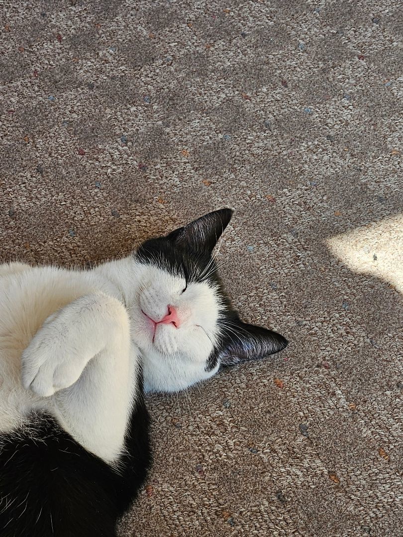 Enlarge Pipsqueak, a Adopted Domestic Short Hair in White Marsh, MD image 3/6