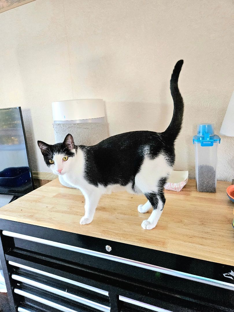 Enlarge Pipsqueak, a Adopted Domestic Short Hair in White Marsh, MD image 4/6