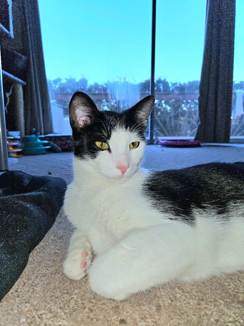 Enlarge Pipsqueak, a Adopted Domestic Short Hair in White Marsh, MD image 5/6