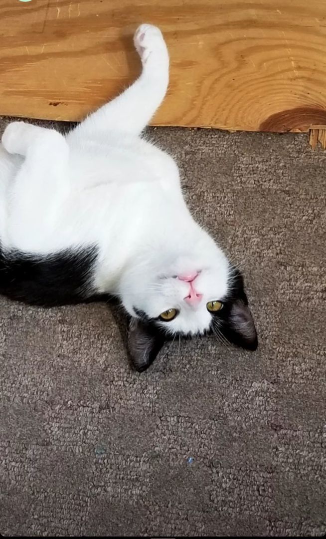 Enlarge Pipsqueak, a Adopted Domestic Short Hair in White Marsh, MD image 6/6