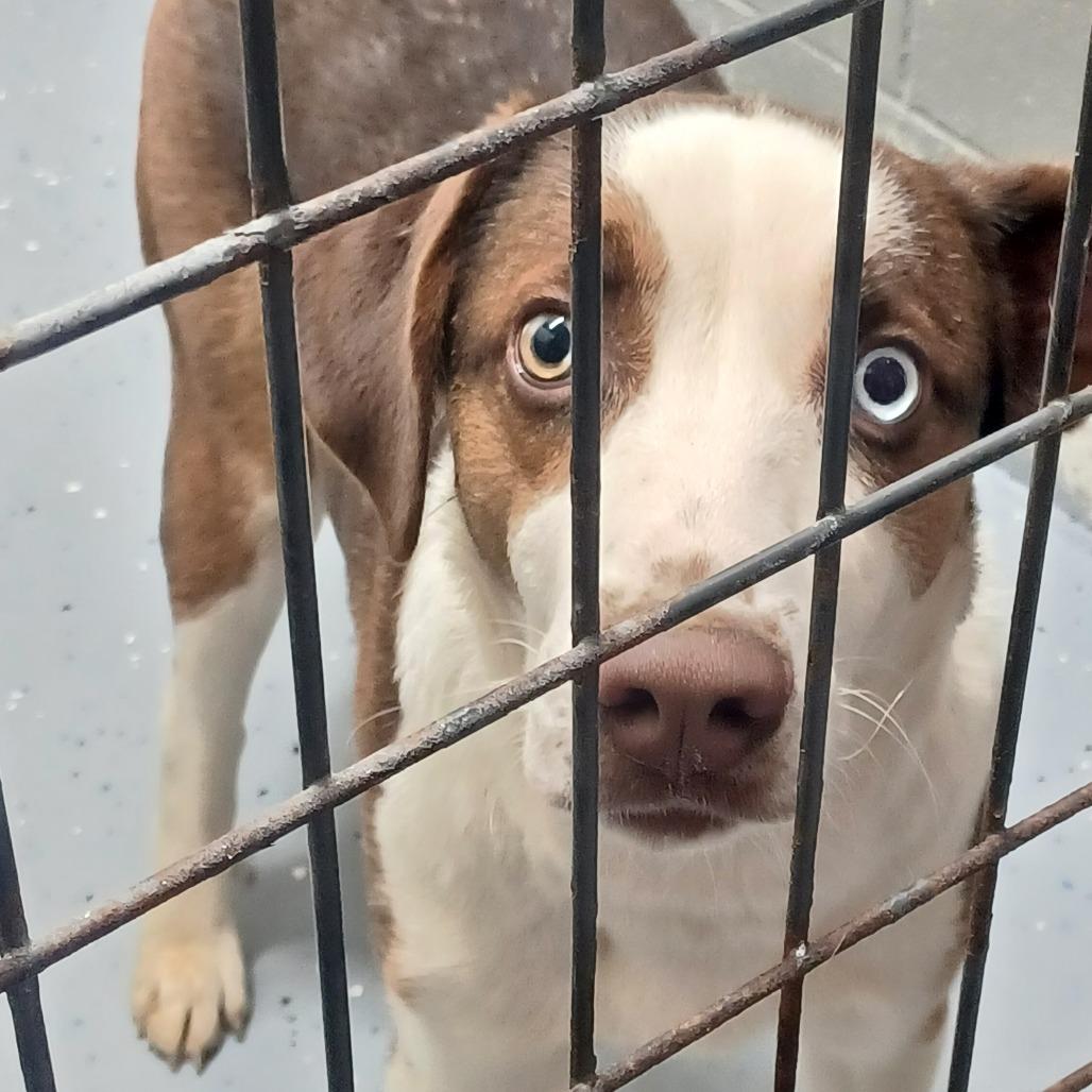 Rainbow, Adoptable, Young Male Cattle Dog & Border Collie.