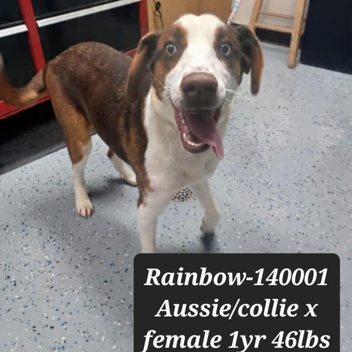 Enlarge Rainbow, a Adoptable mixed breed in New Tazewell, TN image 2/2