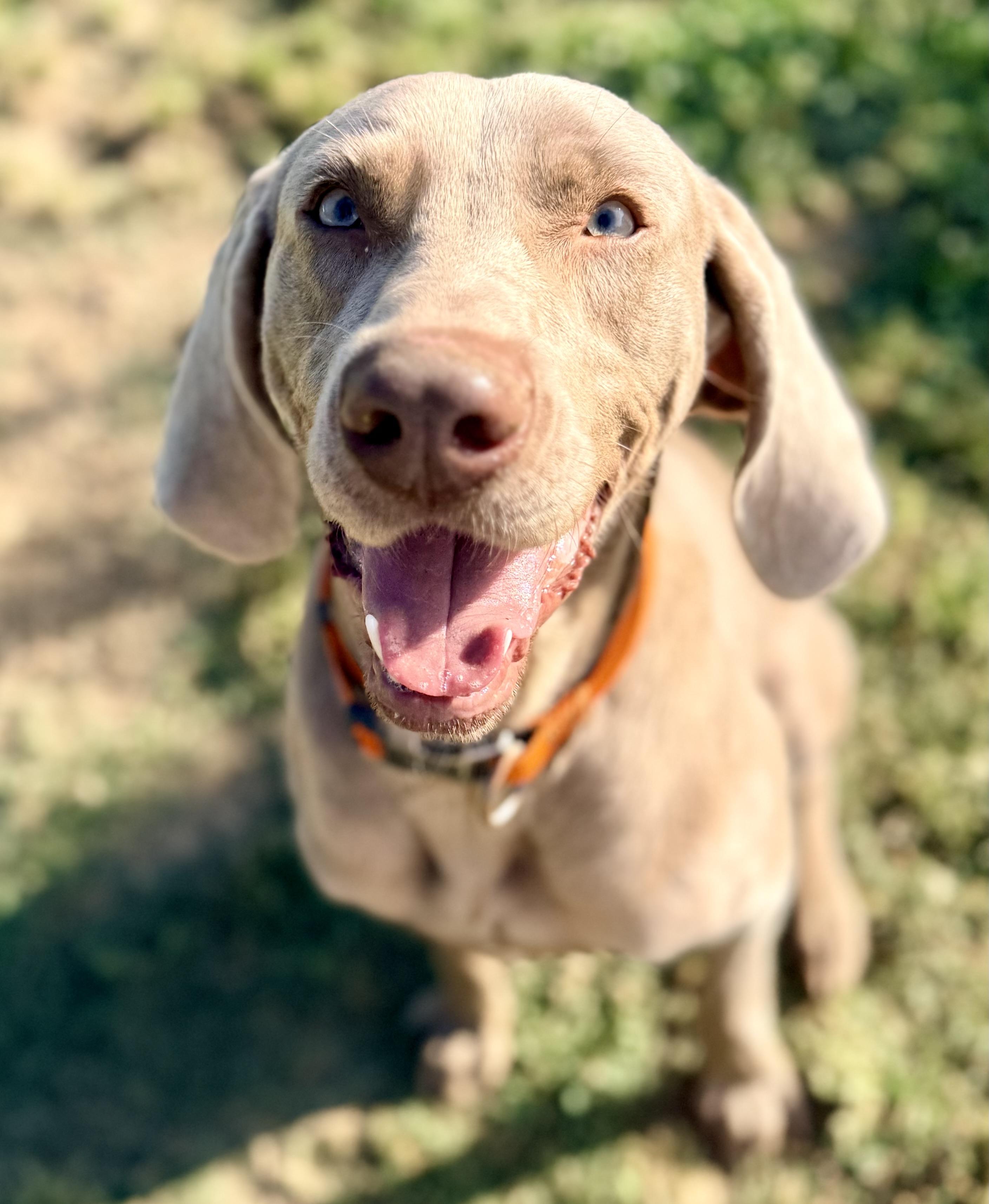 Enlarge Walter 0326, a Adoptable Weimaraner in Monroe, NC image 2/3
