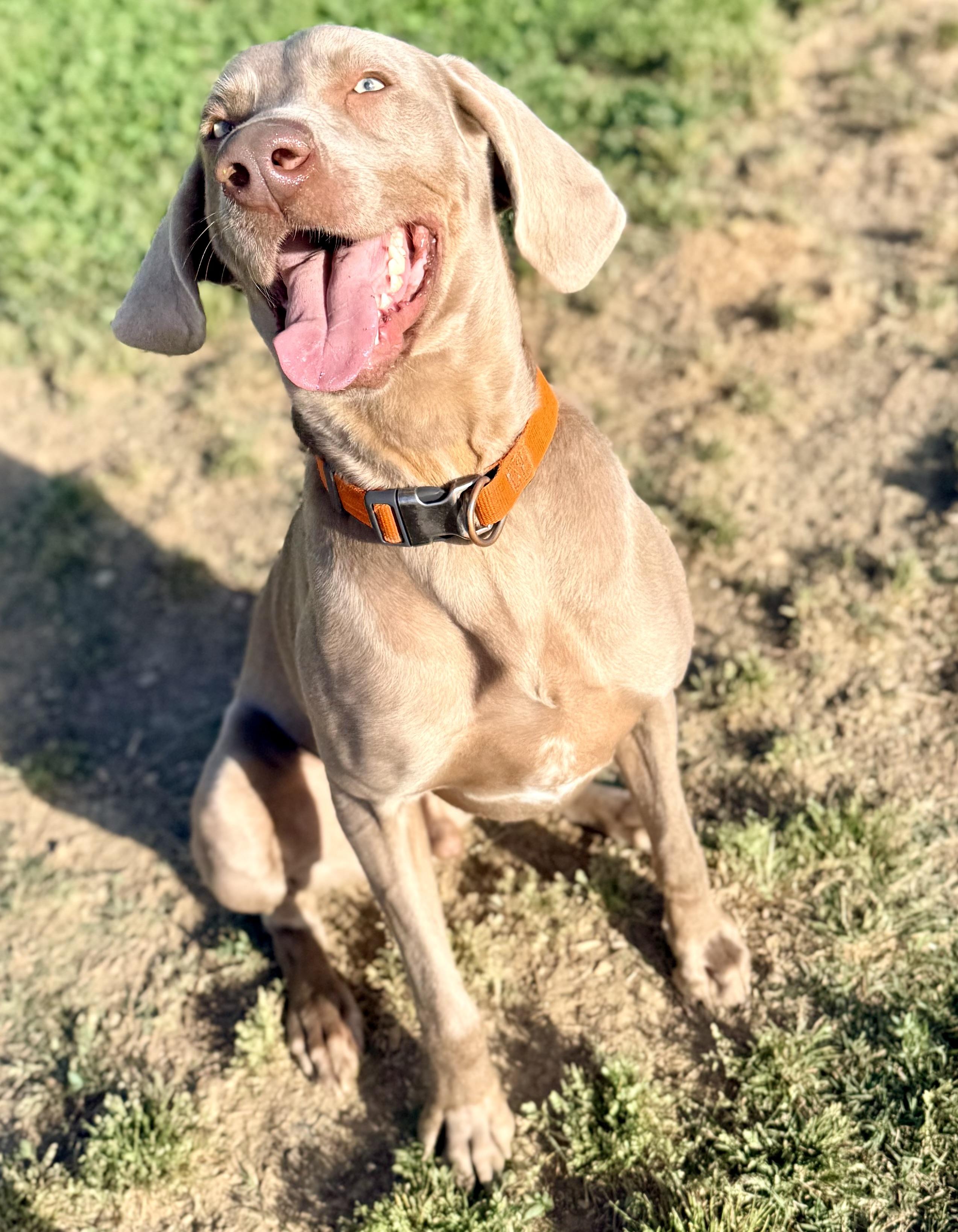 Enlarge Walter 0326, a Adoptable Weimaraner in Monroe, NC image 3/3