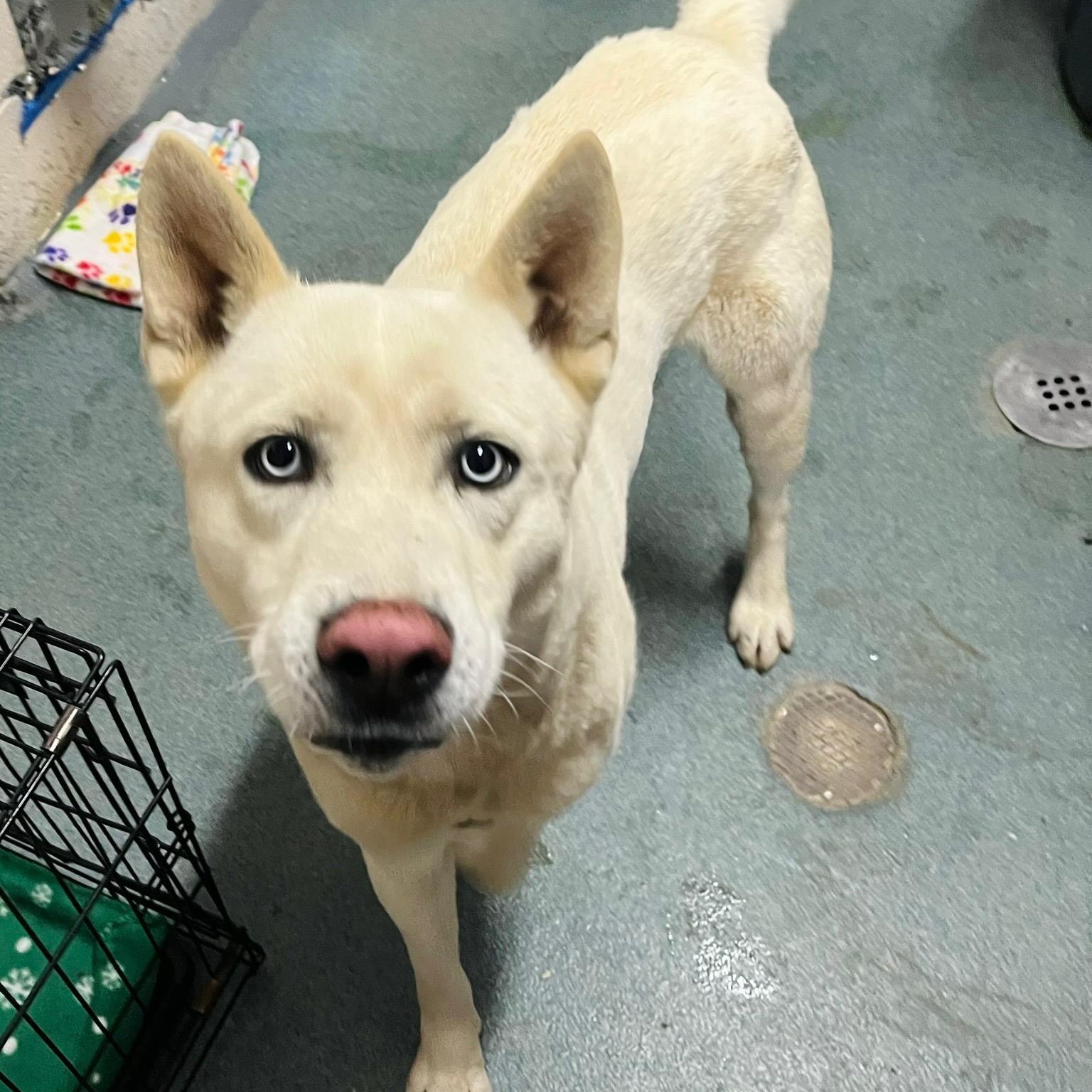 Storm Dawg , a ADOPTABLE mixed breed in Martinsville, VA image 1/2