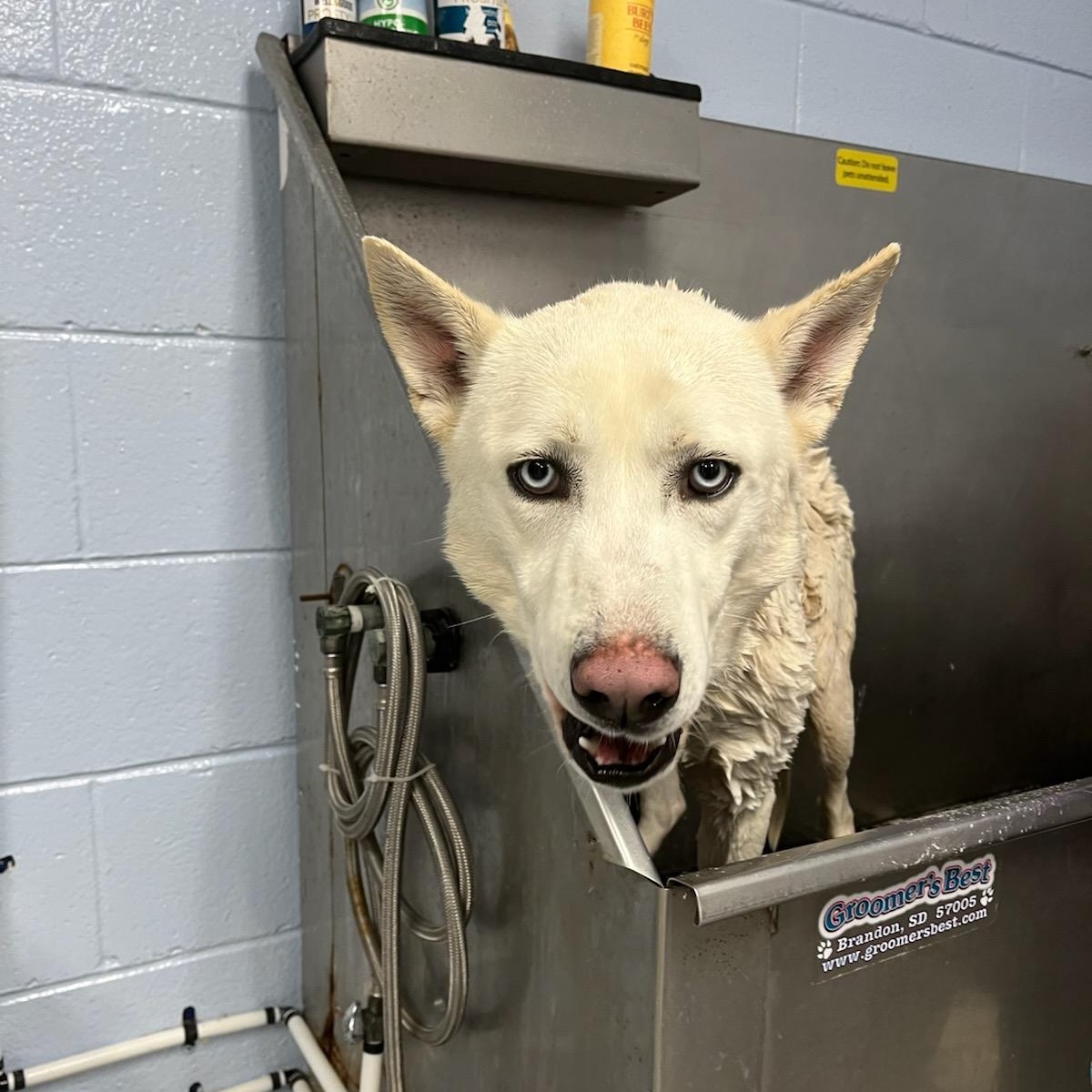 Storm Dawg , a ADOPTABLE mixed breed in Martinsville, VA image 2/2