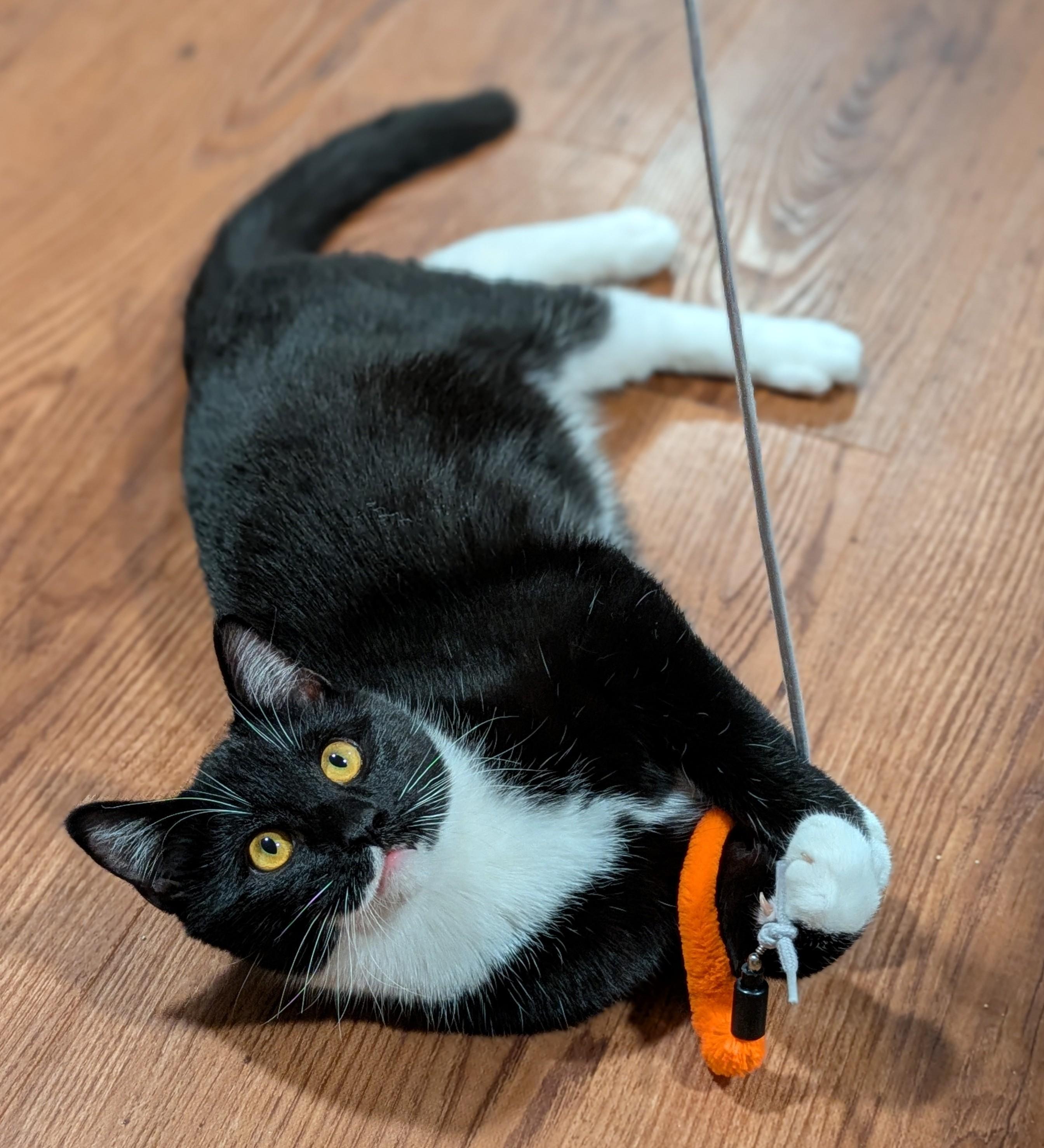 Felix, Adoptable, Kitten Male Domestic Short Hair & Tuxedo.