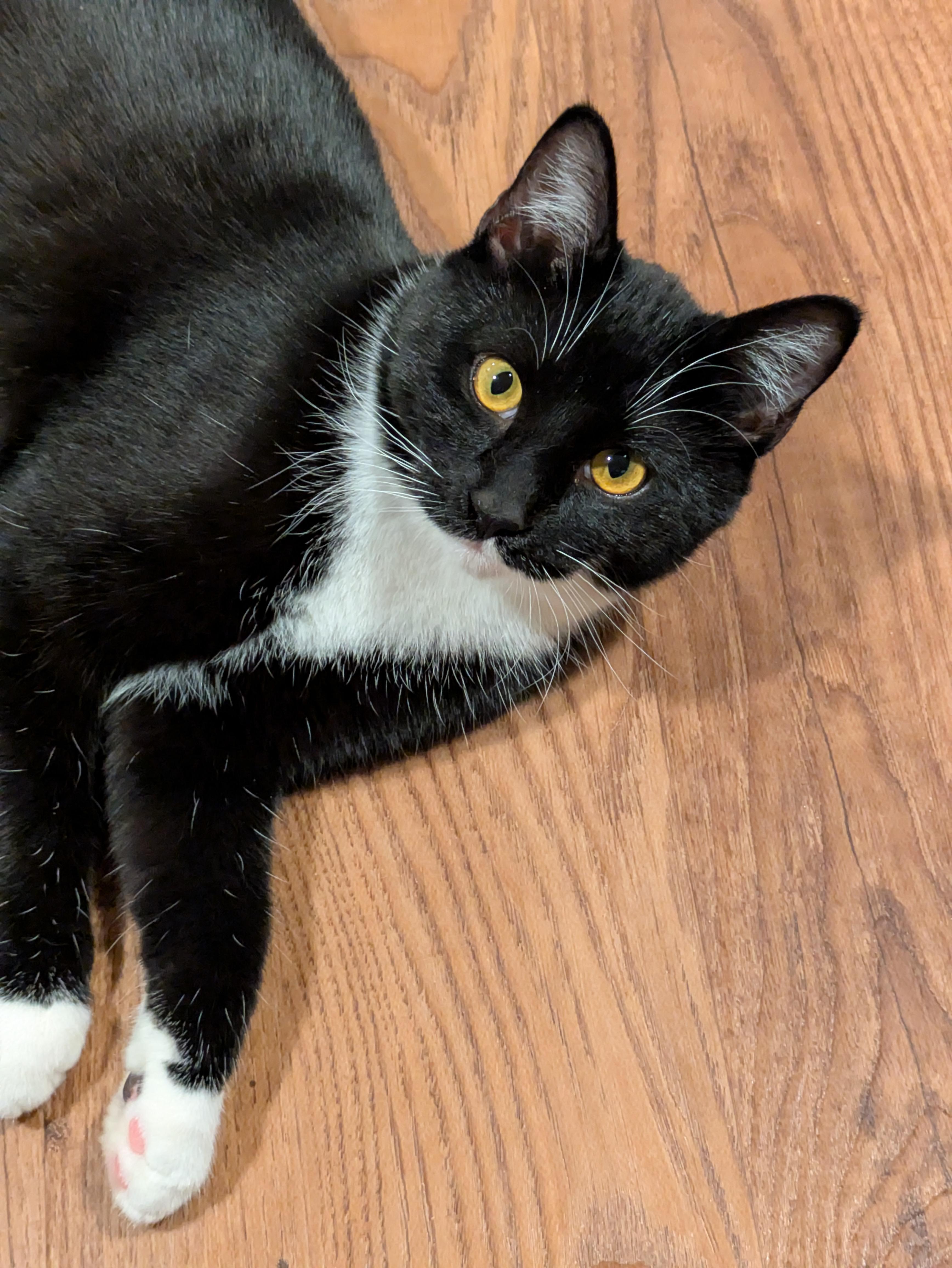 Felix, Adoptable, Young Male Domestic Short Hair & Tuxedo.