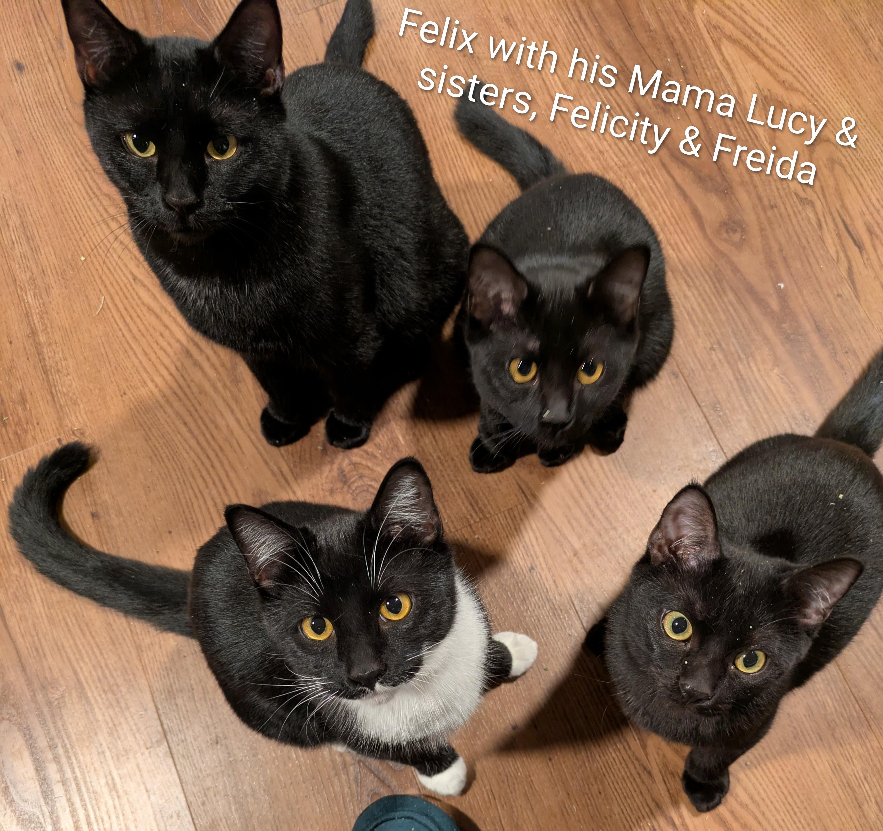 Felix, a Adoptable mixed breed in West Richland, WA image 4/5