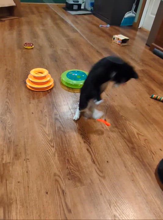 Enlarge Felix, a Adoptable mixed breed in West Richland, WA video 2/5