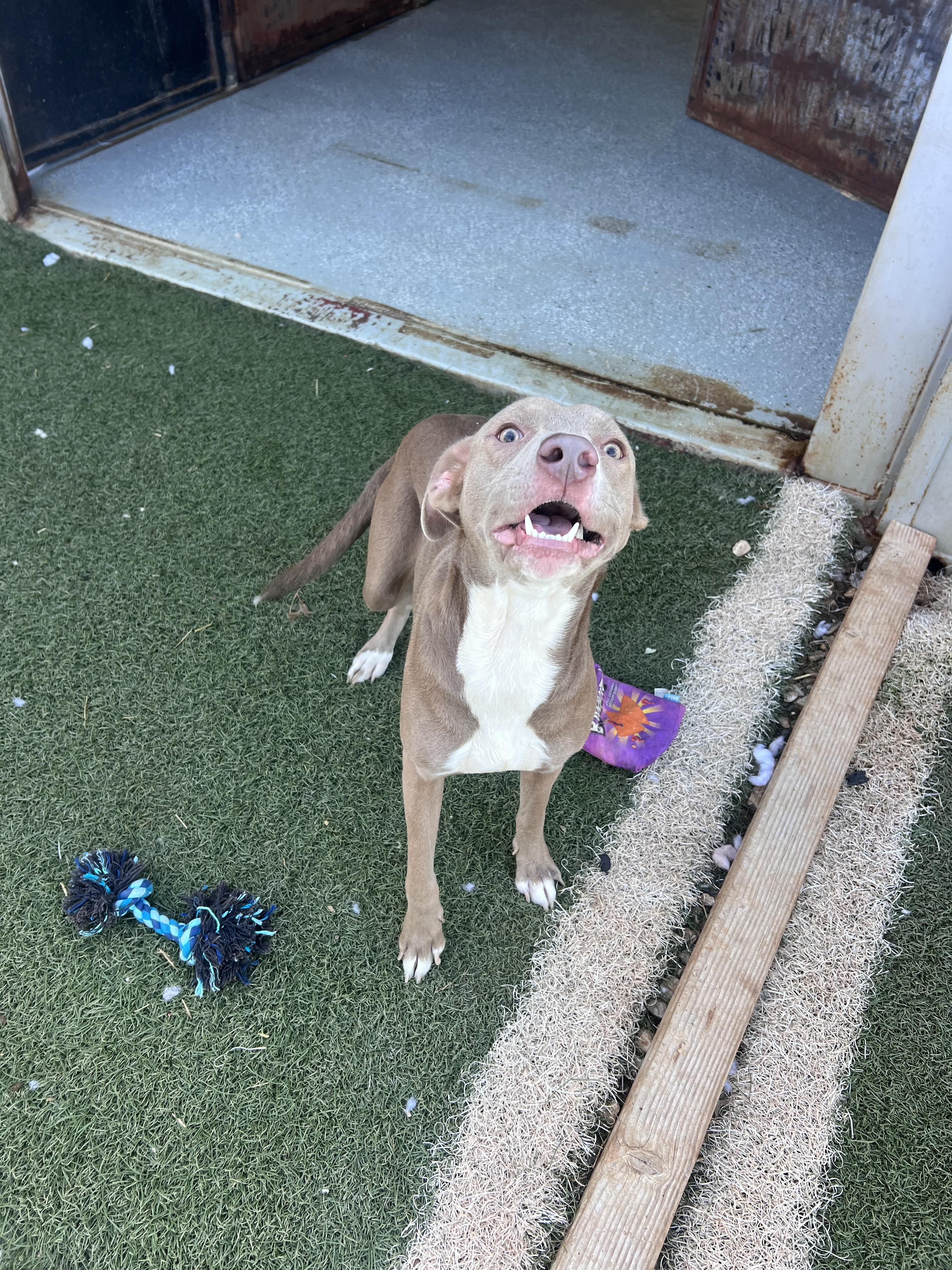 Roughnut, adopted, Adult Female Pit Bull Terrier.