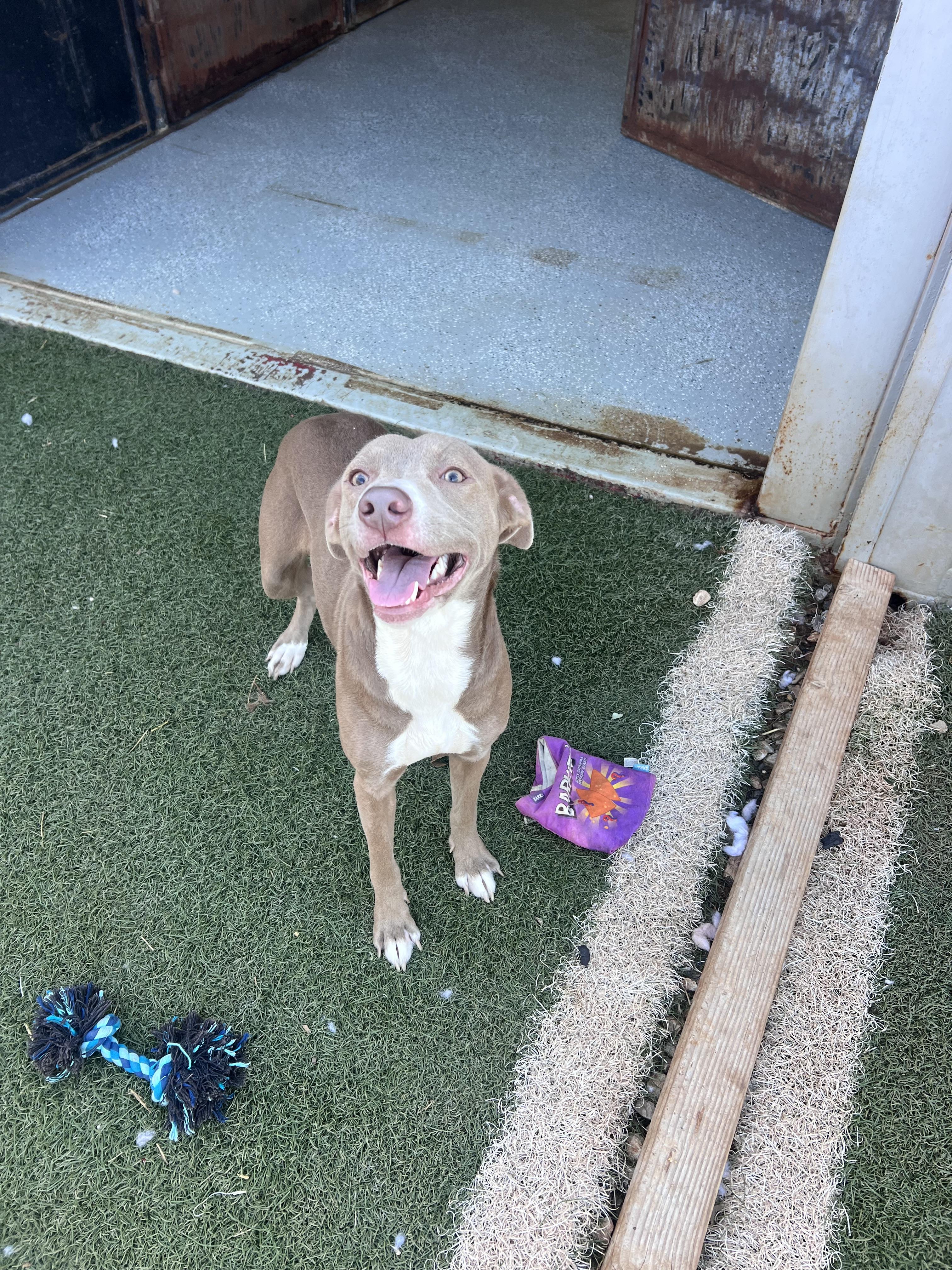 Roughnut, an adopted mixed breed in Blanchard, OK image 2/2