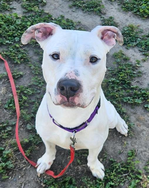 ZEPHYR, Adoptable, Young Male Pit Bull Terrier & Mixed Breed.