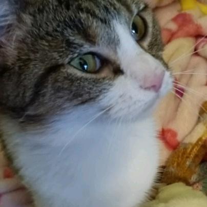 Loafy, Adoptable, Adult Female Domestic Short Hair.