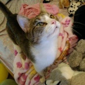 Enlarge Loafy, a Adoptable Domestic Short Hair in Curtis Bay, MD image 2/2