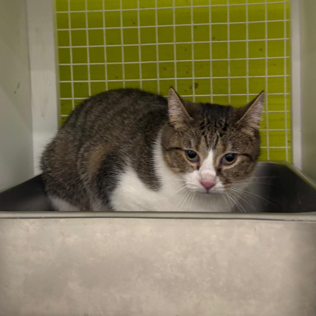 Enlarge Loafy, a Adoptable Domestic Short Hair in Curtis Bay, MD image 3/4