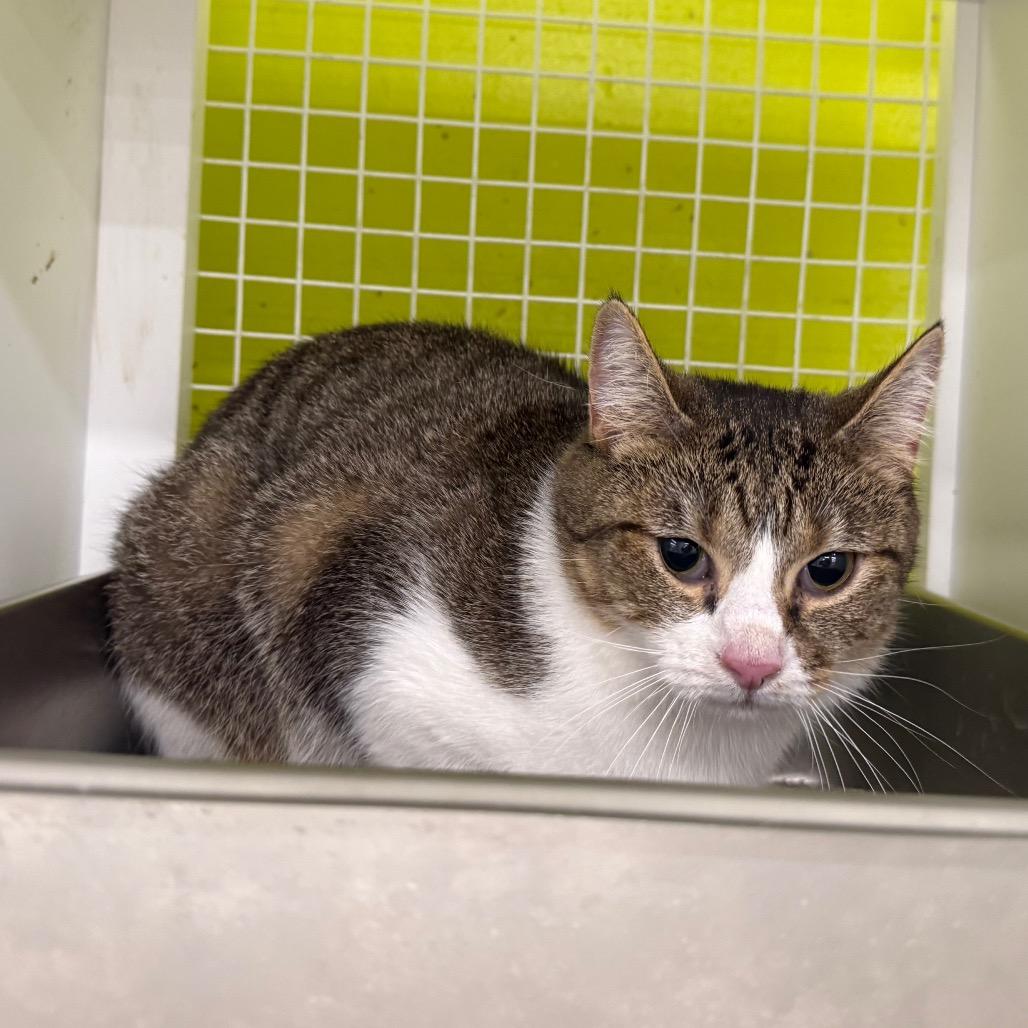 Enlarge Loafy, a Adoptable Domestic Short Hair in Curtis Bay, MD image 4/4