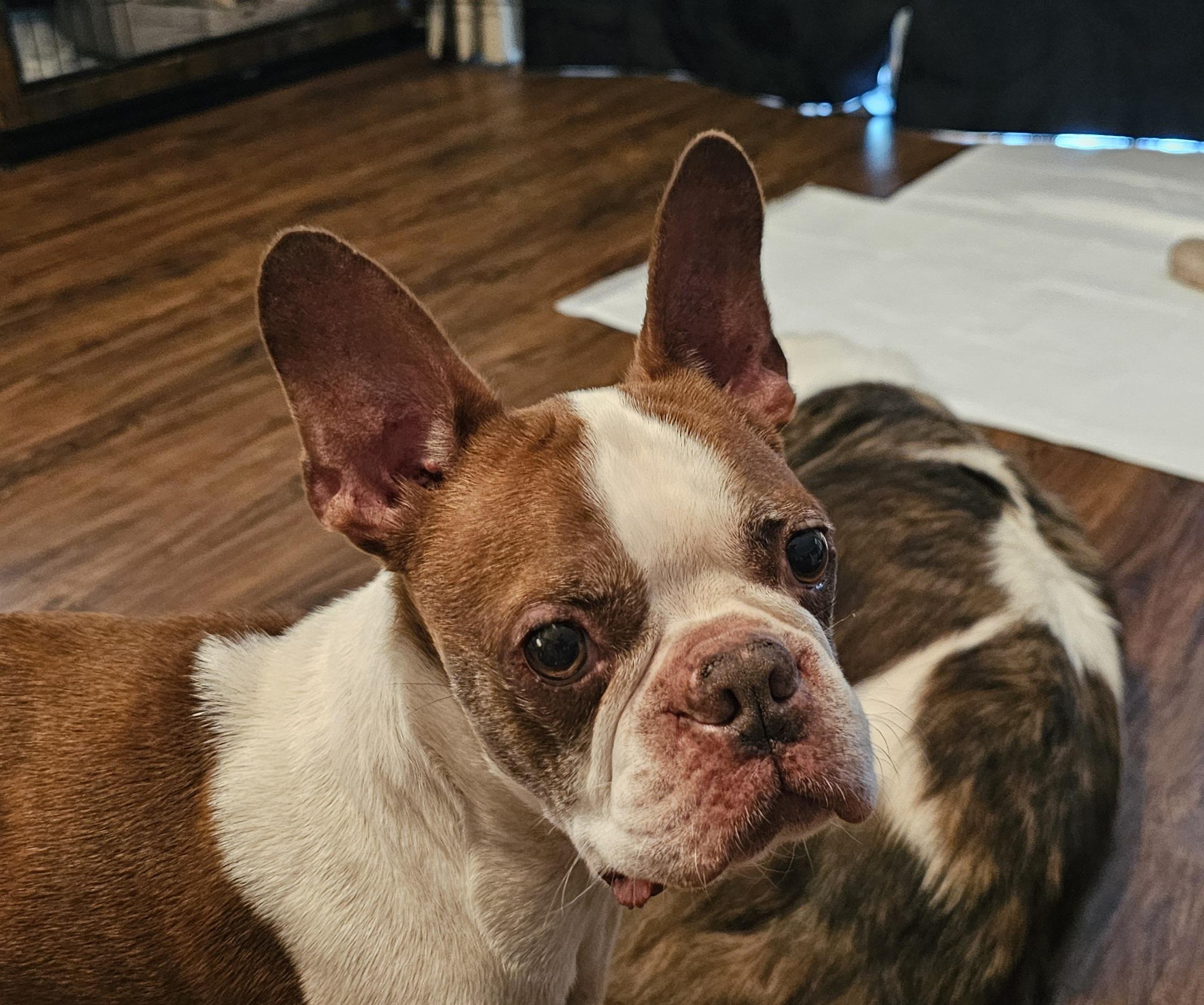 Enlarge Ace, a Adopted Boston Terrier in Weeki Wachee, FL image 2/3