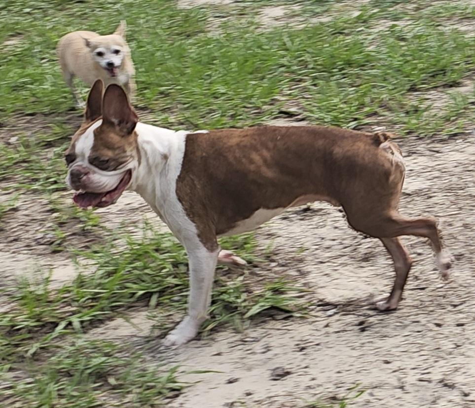 Enlarge Ace, a Adopted Boston Terrier in Weeki Wachee, FL image 3/3
