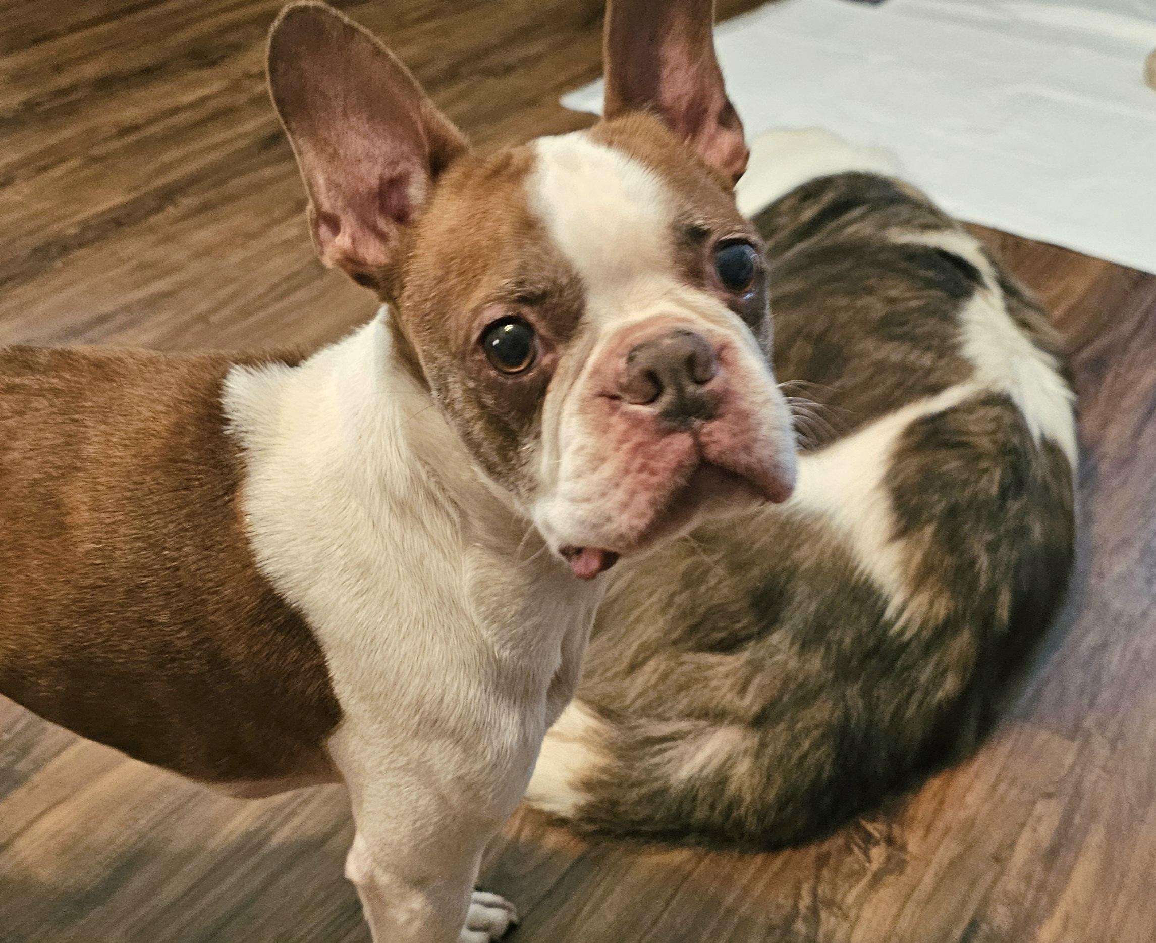 Ace, Adopted, Senior Male Boston Terrier.