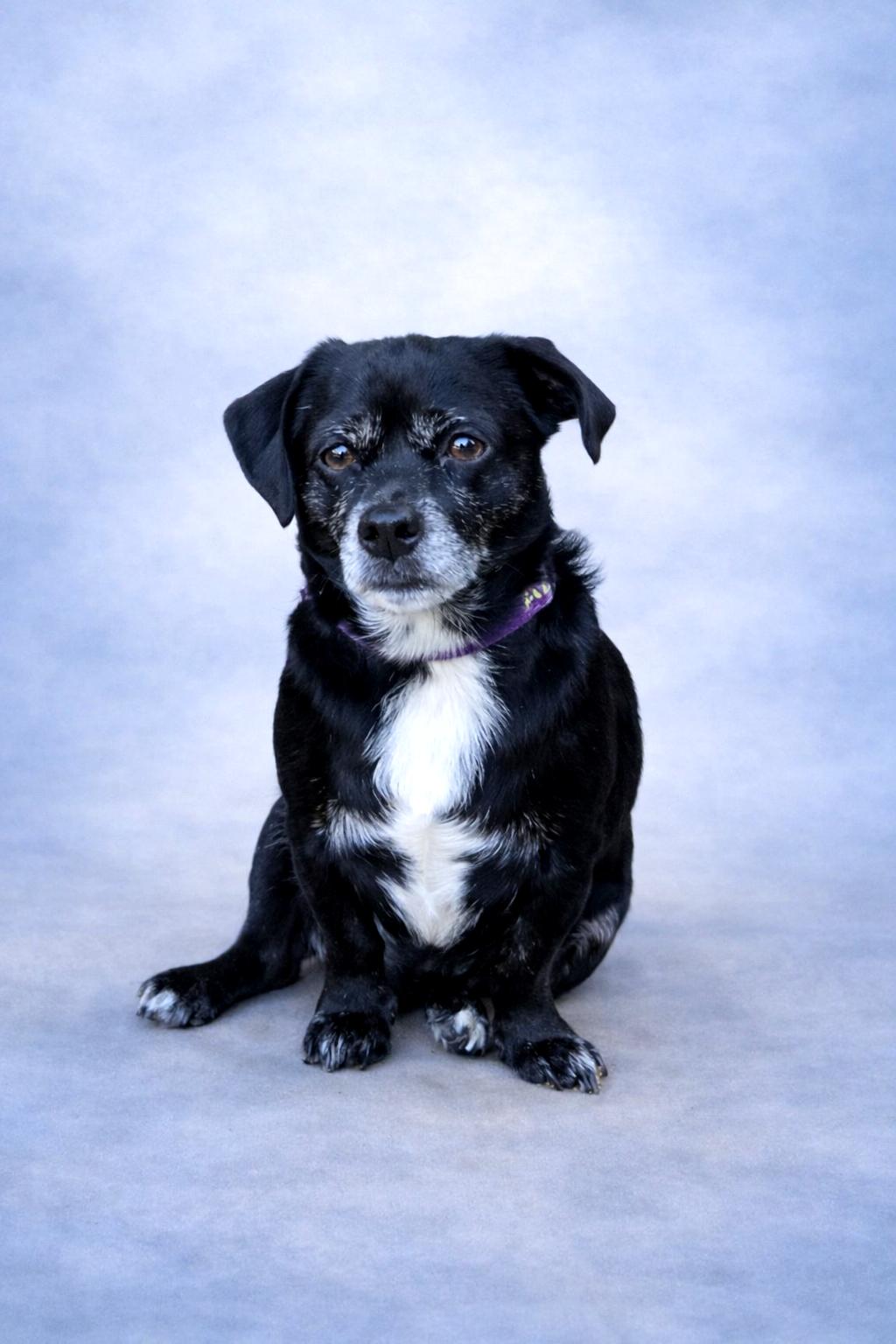 Enlarge Poncho, a Adoptable mixed breed in San Pedro, CA image 3/6