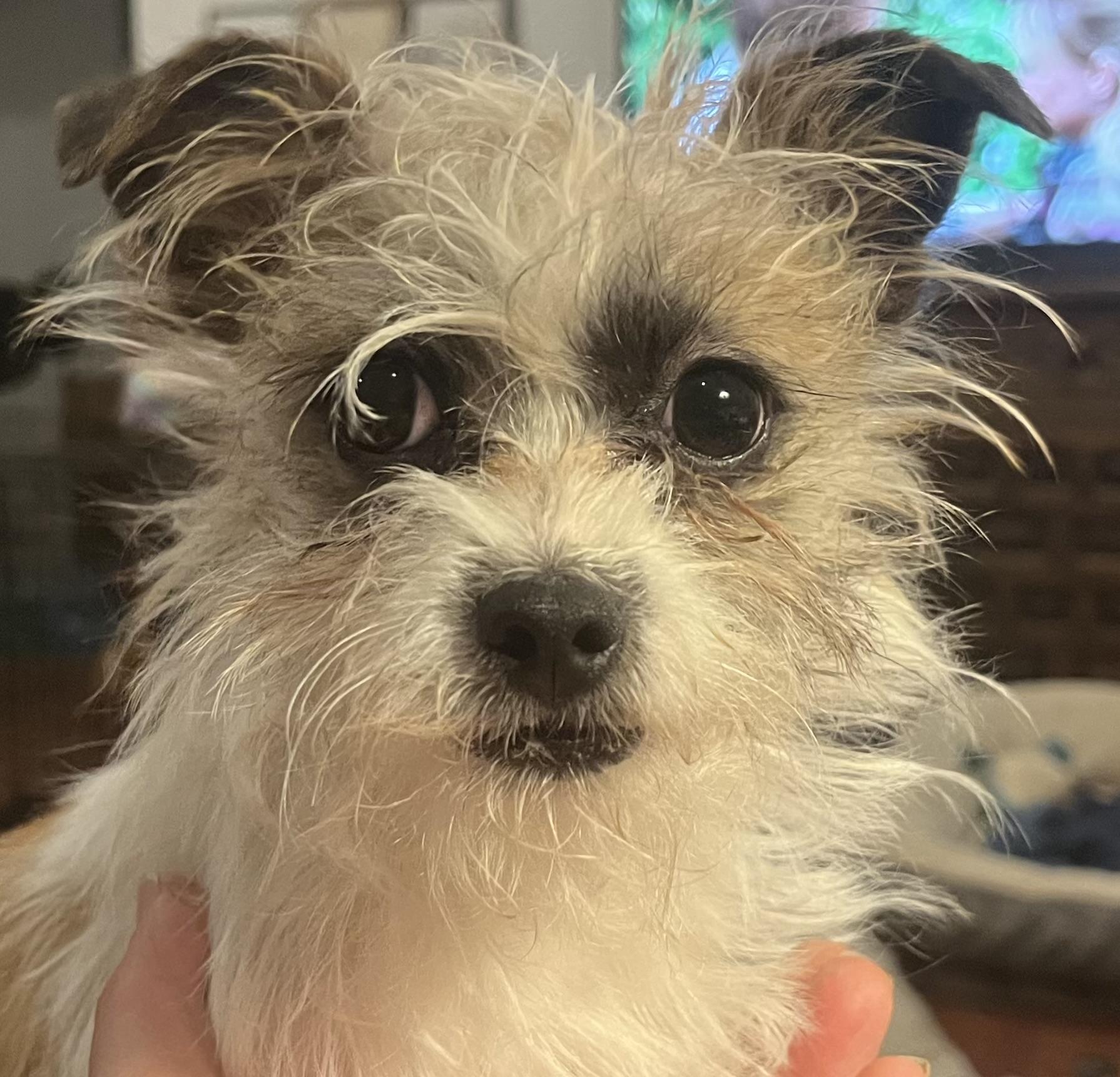 Gilbert, Adoptable, Young Male Chihuahua.