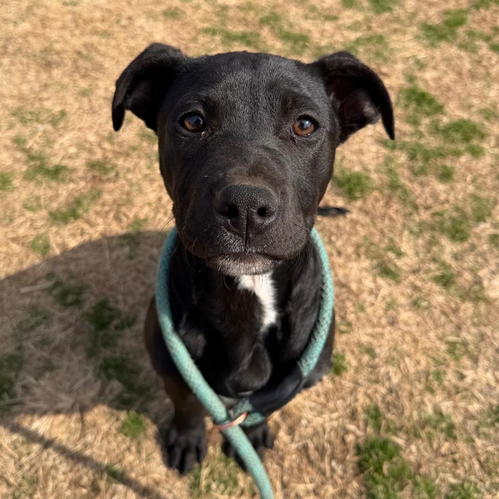 Demeter, Adoptable, Young Female Pit Bull Terrier.