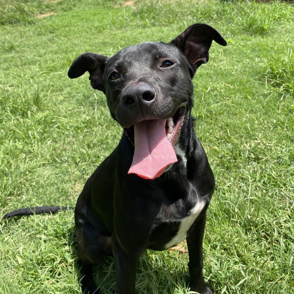 Enlarge Demeter, a Adoptable Pit Bull Terrier in Stillwater, OK image 2/3