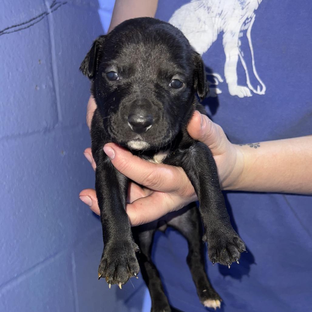 Enlarge Demeter, a Adoptable Pit Bull Terrier in Stillwater, OK image 3/3