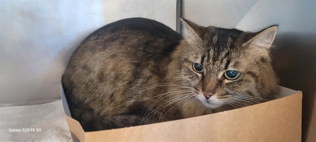 SUNNY, Adoptable, Adult Female Domestic Long Hair.