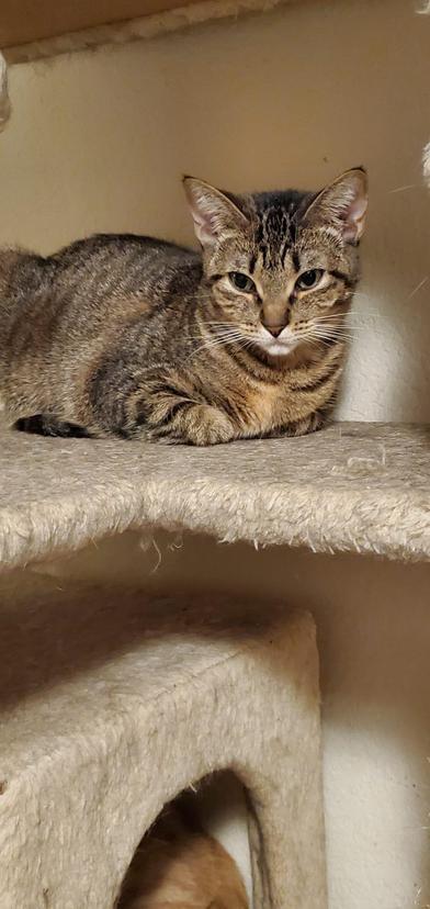 Enlarge Chole, a ADOPTABLE Domestic Short Hair in Liverpool, TX image 5/5