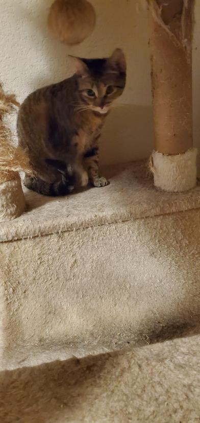 Enlarge Chole, a ADOPTABLE Domestic Short Hair in Liverpool, TX image 2/5