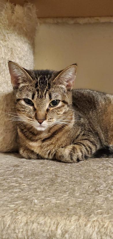 Chole, ADOPTABLE, Young Female Domestic Short Hair.