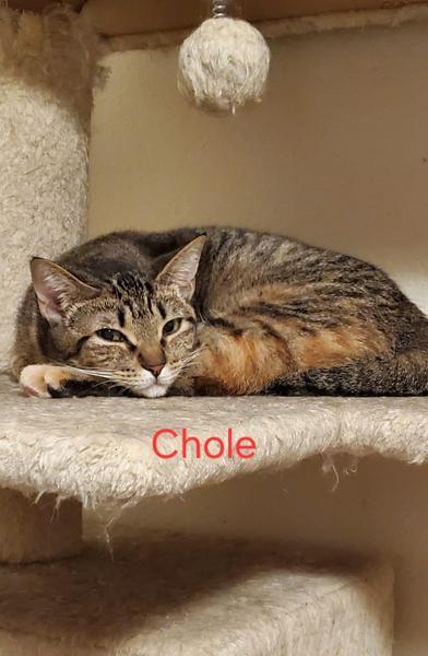 Enlarge Chole, a ADOPTABLE Domestic Short Hair in Liverpool, TX image 4/5