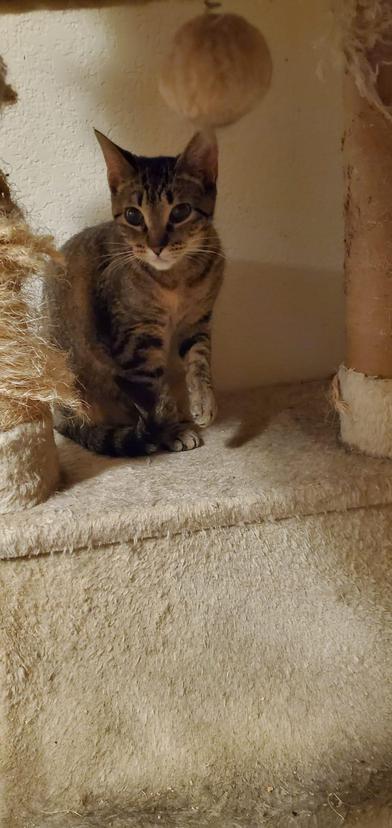 Enlarge Chole, a ADOPTABLE Domestic Short Hair in Liverpool, TX image 3/5