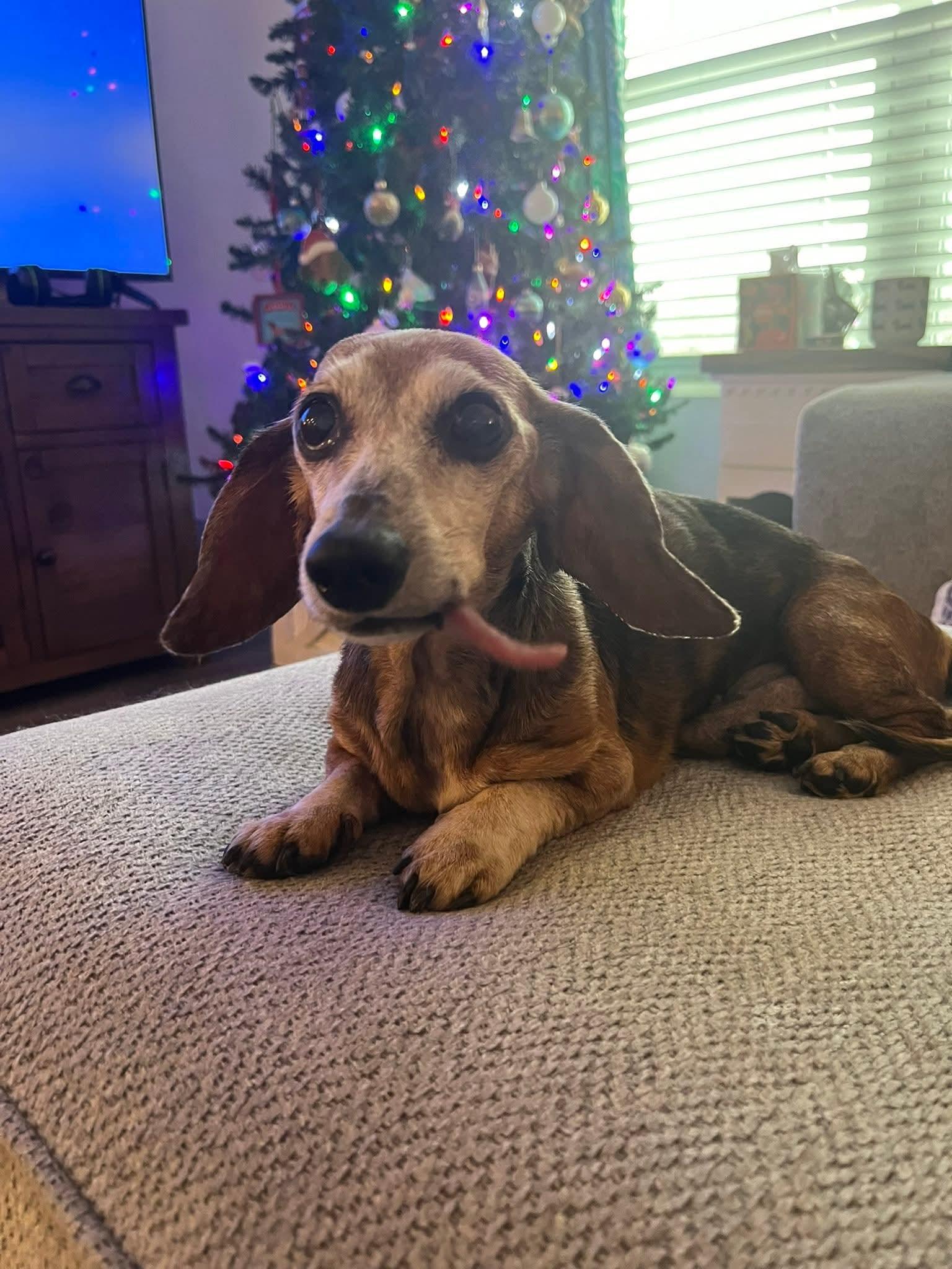 Moses, a ADOPTABLE Dachshund in Fort Walton Beach, FL image 5/5
