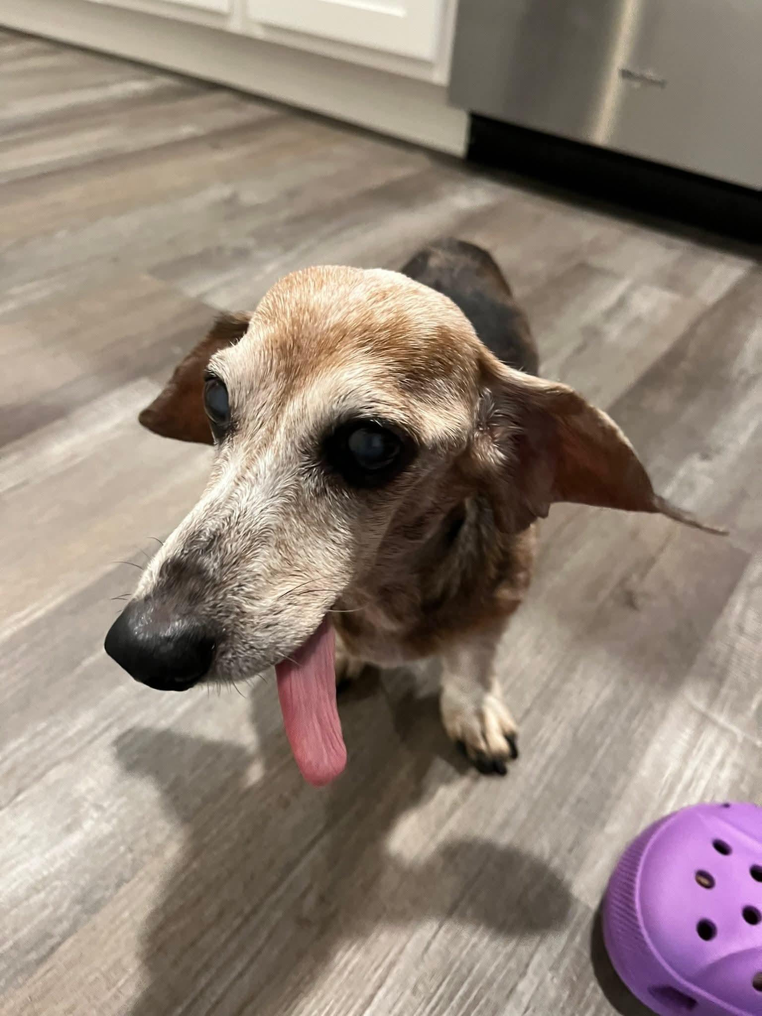 Moses, a ADOPTABLE Dachshund in Fort Walton Beach, FL image 3/5