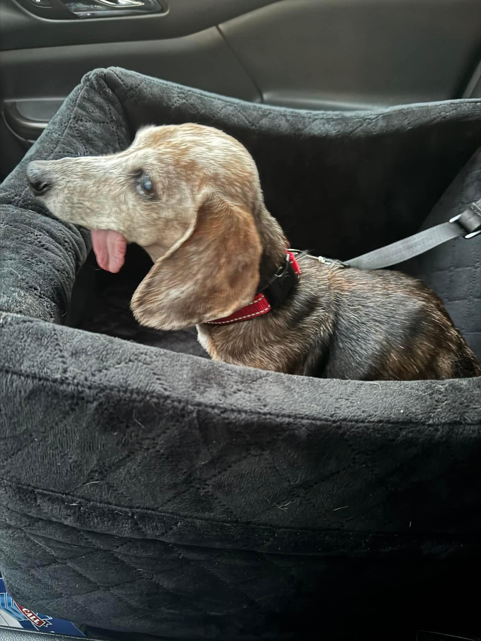 Moses, a ADOPTABLE Dachshund in Fort Walton Beach, FL image 2/5