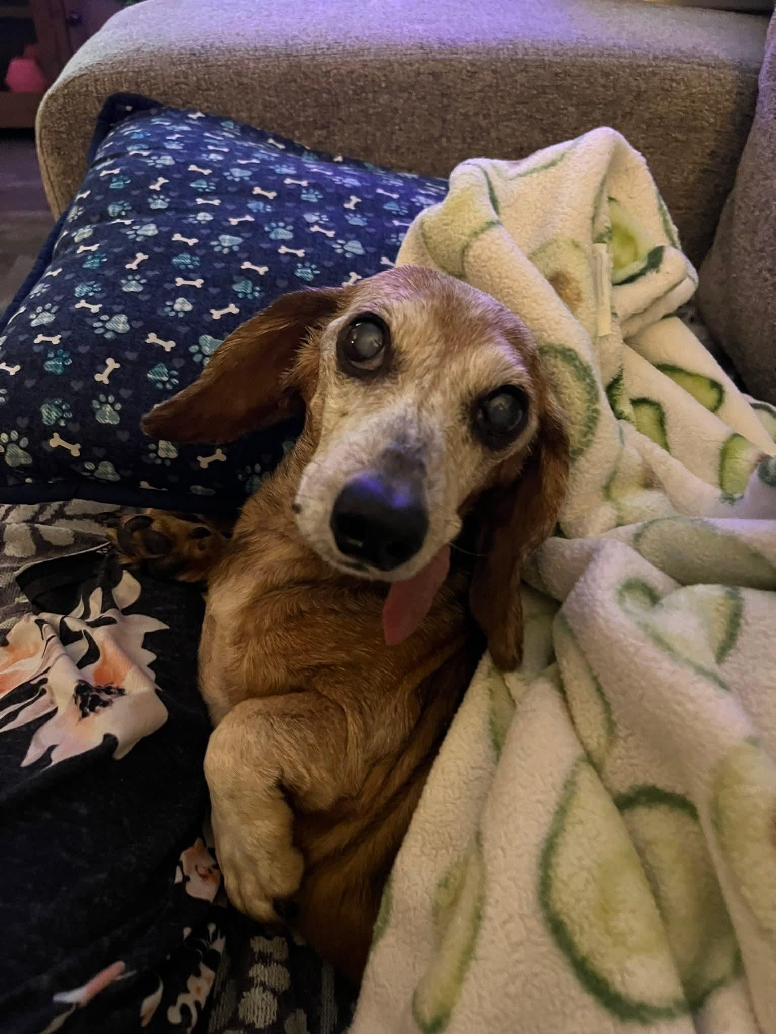Moses, ADOPTABLE, Senior Male Dachshund.