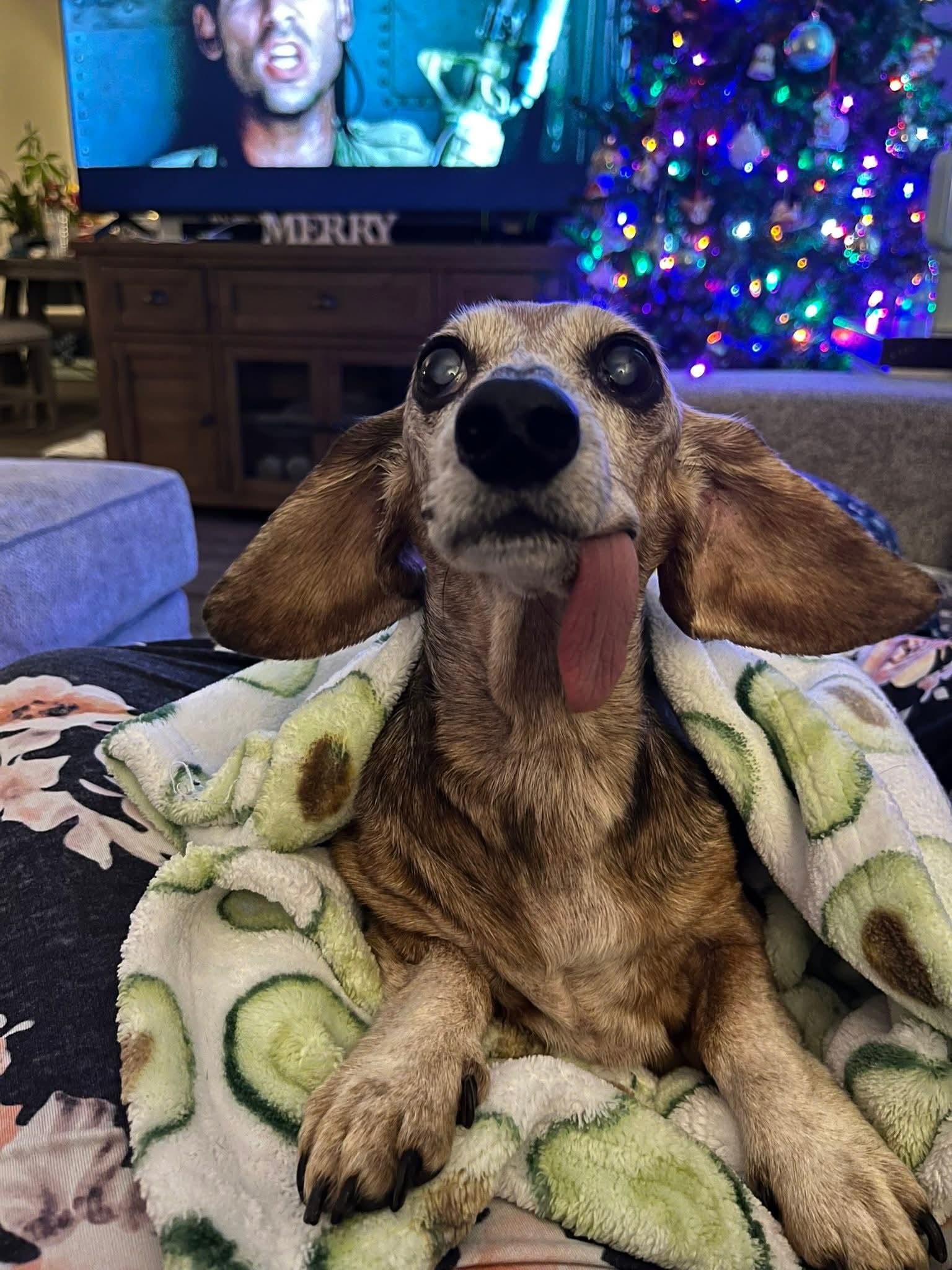 Moses, a ADOPTABLE Dachshund in Fort Walton Beach, FL image 4/5