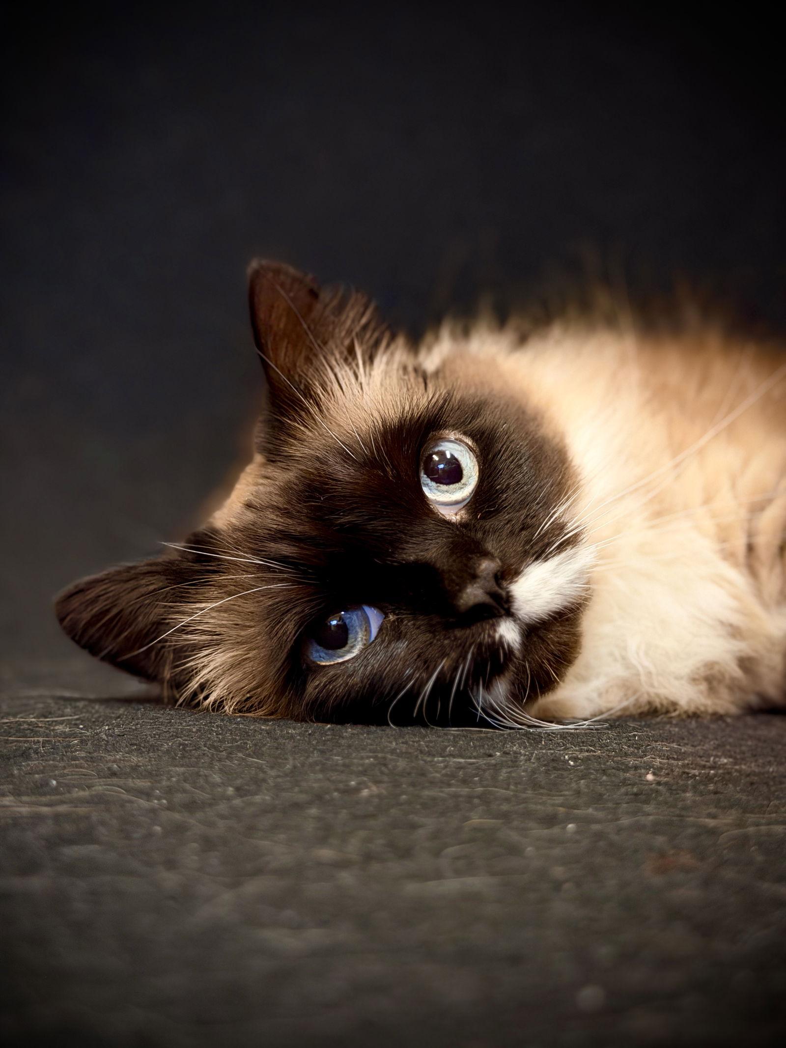 Sammie, Adopted, Adult Male Domestic Long Hair & Siamese.