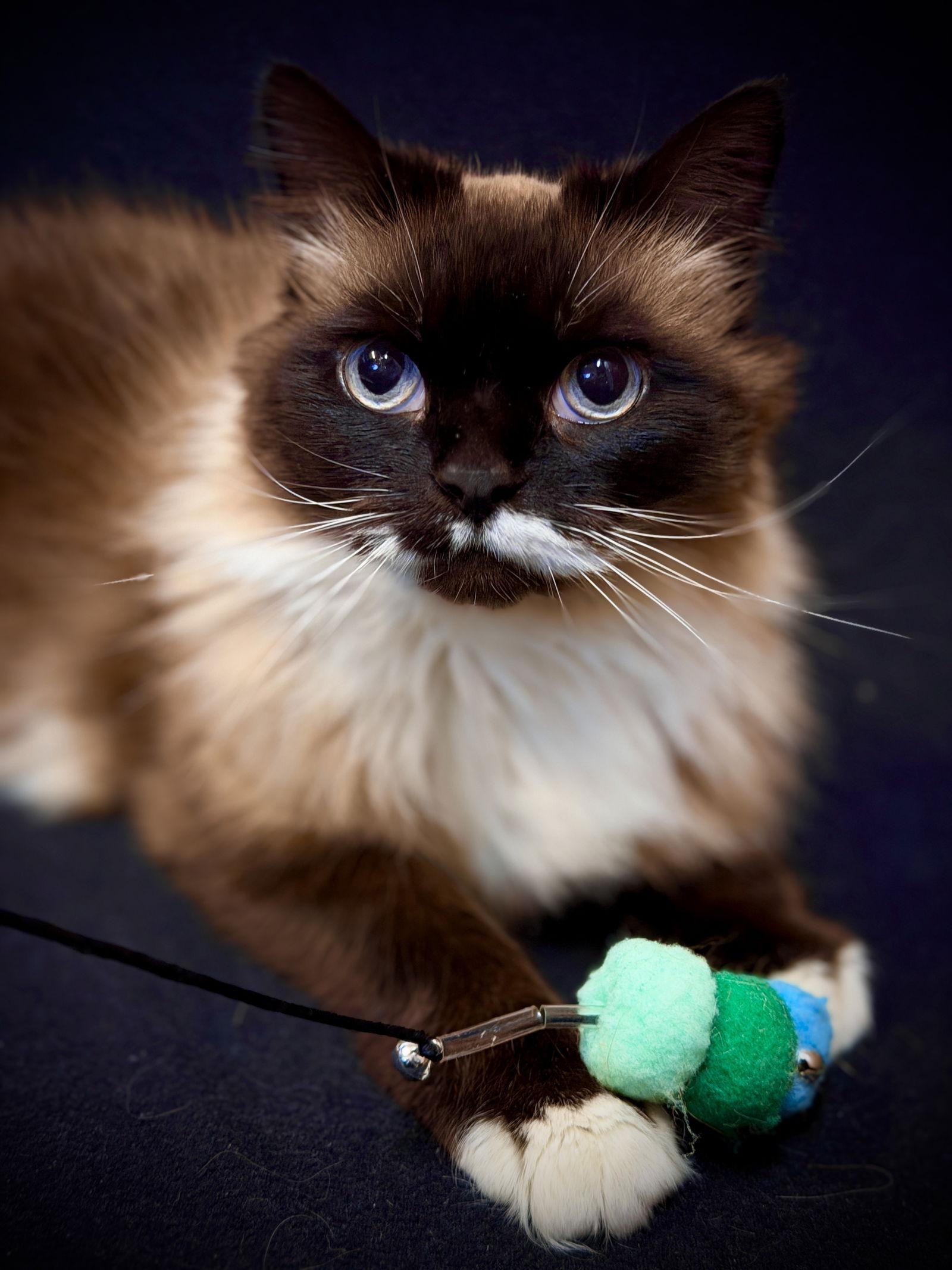 Enlarge Sammie, a Adopted mixed breed in West Cornwall, CT image 2/3